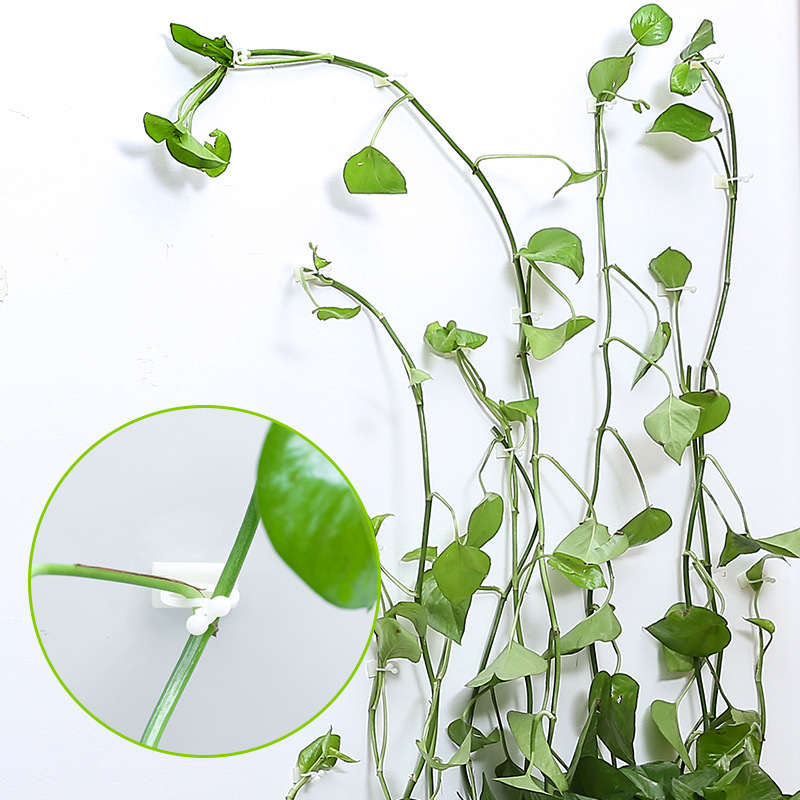Pinzas de Sujeción a la Pared Trepadoras - Prácticos Soportes para Plantas para la Decoración de Paredes Pinzas de Sujeción a la Pared Trepadoras