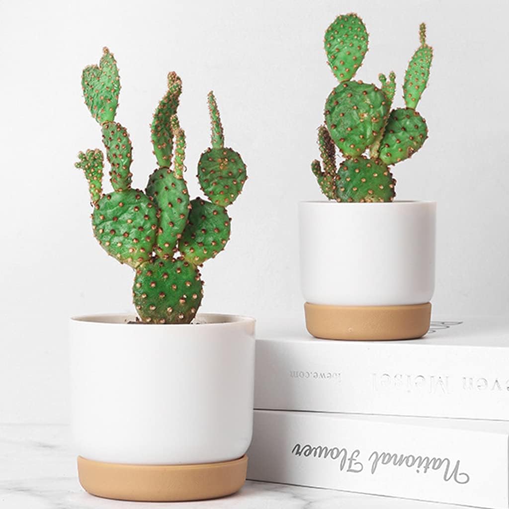 Maceta Autorriego para Orquídeas y Plantas - Maceta de Plástico Maceta Autorriego para Orquídeas y Plantas - Maceta de Plástico