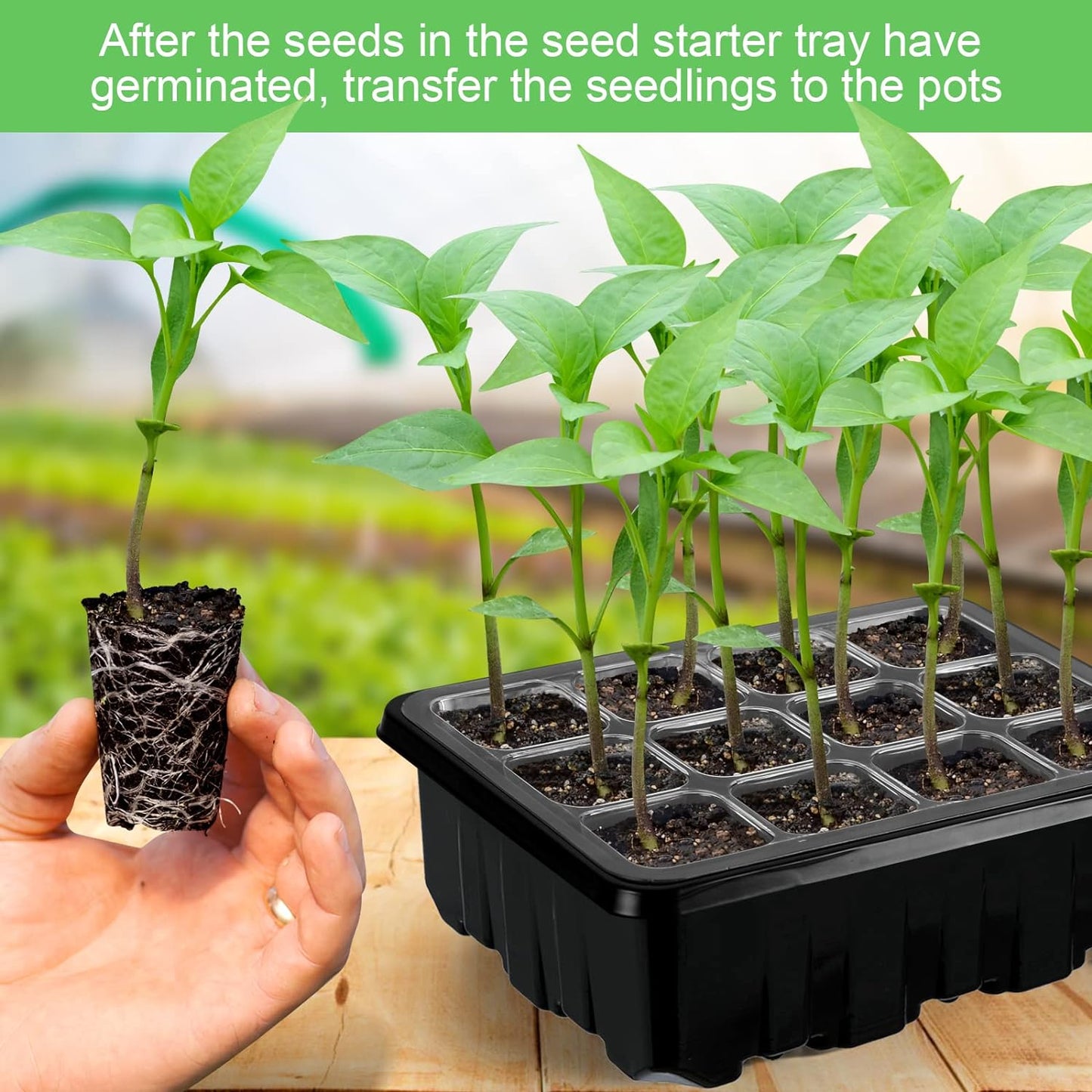 Set De Cultivo Con Luz - Set Completo Para El Cultivo Exitoso De Plantas Set De Cultivo Con Luz
