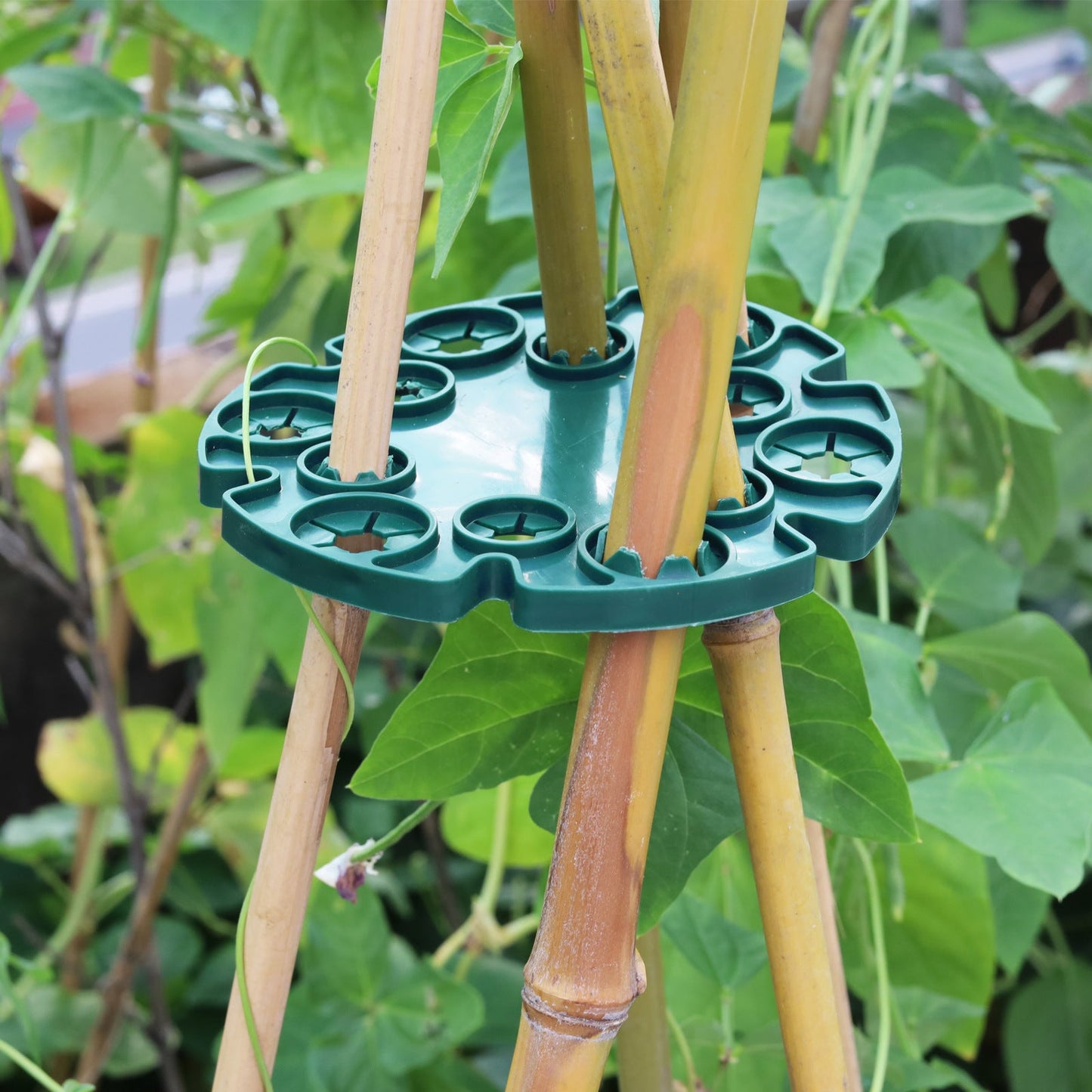 Anillo de Soporte para Plantas para Cañas de Bambú - Soporte Trepador Estable para Tomates y Plantas Trepadoras