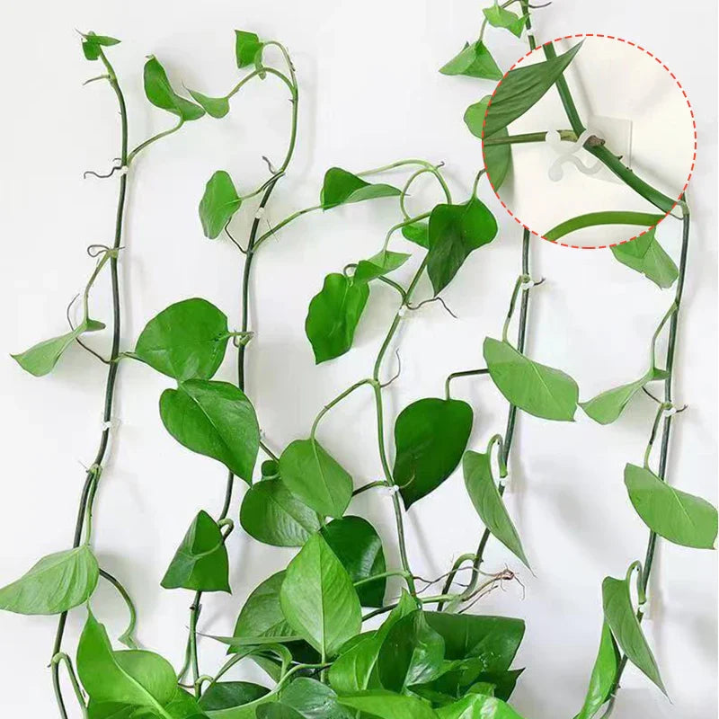 Pinzas de Sujeción a la Pared Trepadoras - Prácticos Soportes para Plantas para la Decoración de Paredes Pinzas de Sujeción a la Pared Trepadoras