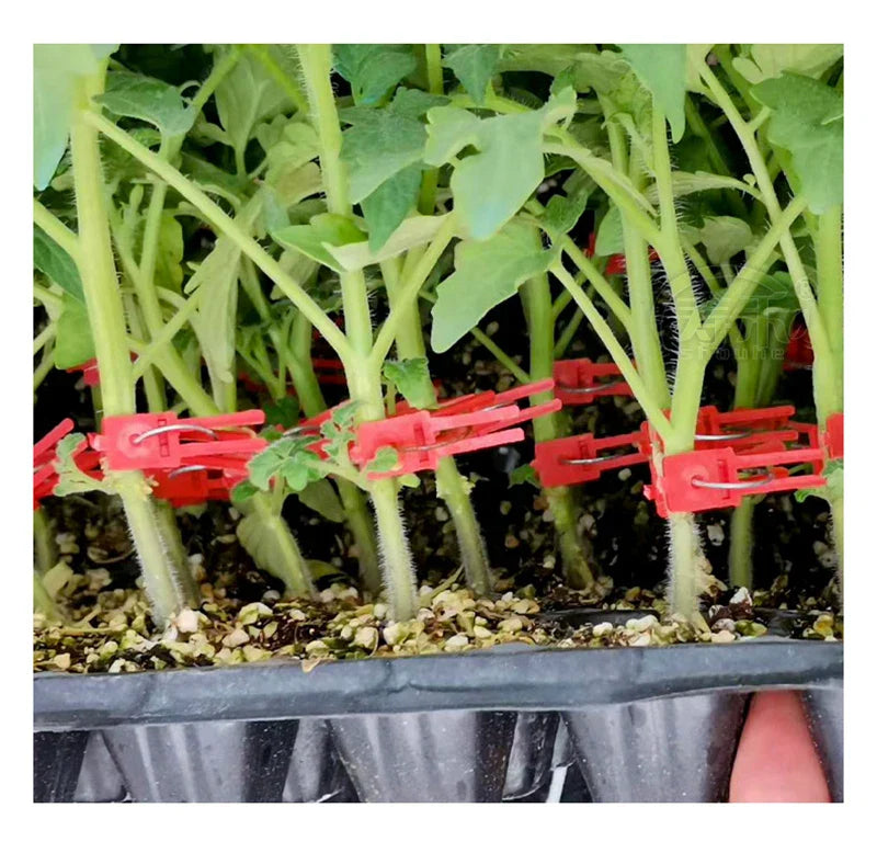 Pinzas de Injerto de Plástico para Plantas de Jardín - Ideales para Hortalizas y el Cuidado de las Plantas