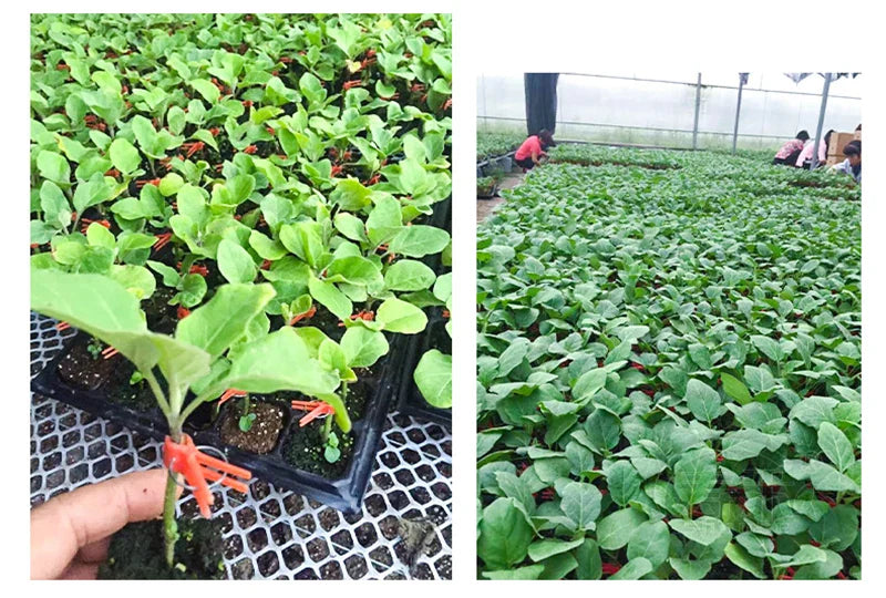 Pinzas de Injerto de Plástico para Plantas de Jardín - Ideales para Hortalizas y el Cuidado de las Plantas