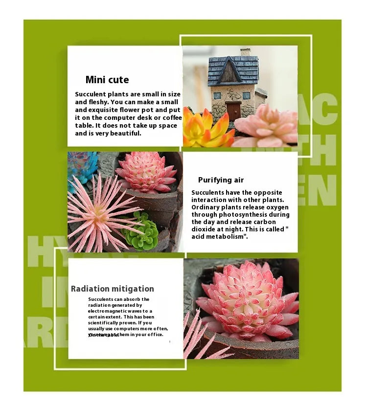 Maceta Decorativa de Plantas Suculentas para Mini Jardín - Maceta Bonsái para Micro Paisaje y Jardín
