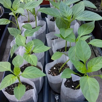 Bolsas de Vellón para Plantas - Bolsas Compostables para Plantas Bolsas de Vellón para Plantas