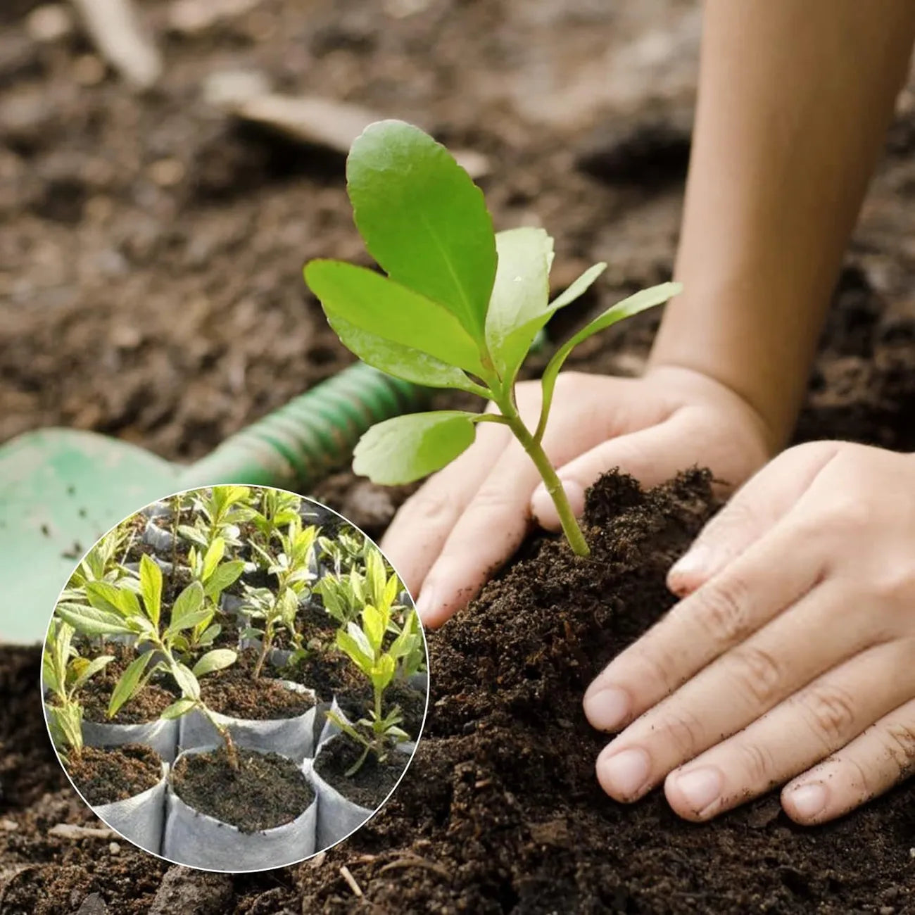 Bolsas de Vellón para Plantas - Bolsas Compostables para Plantas Bolsas de Vellón para Plantas