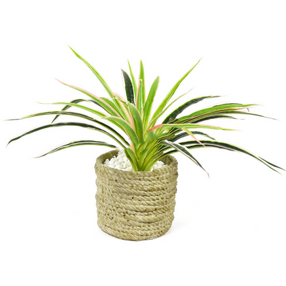 Planta De Césped Artificial - Planta Decorativa Para El Hogar Y La Oficina