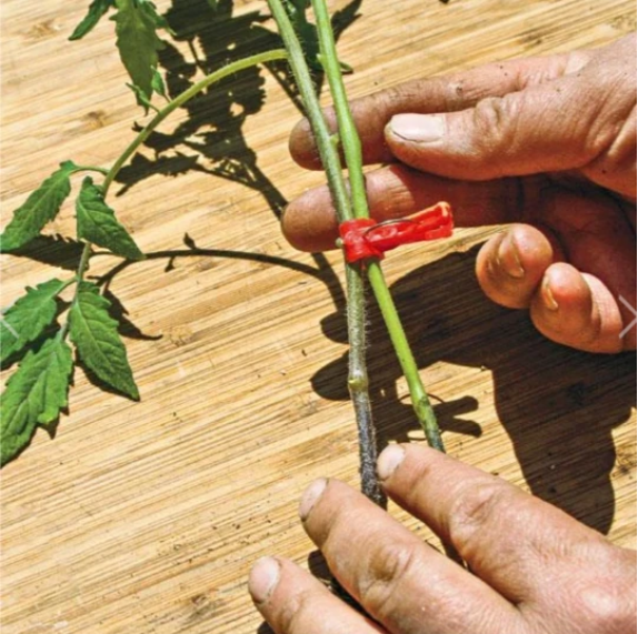 Pinzas de Injerto de Plástico para Plantas de Jardín - Ideales para Hortalizas y el Cuidado de las Plantas