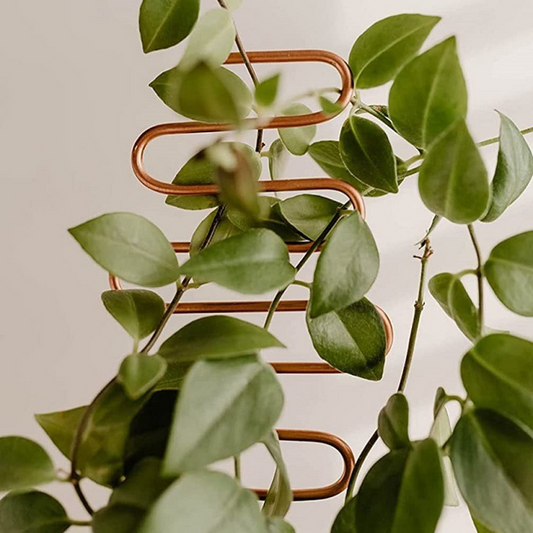 Soporte Metálico para Plantas Trepadoras de Formas Variadas