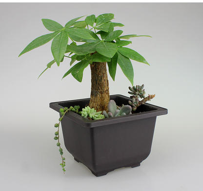 Maceta Con Platillo - Maceta Rectangular Para Jardín Y Balcón Maceta Con Platillo