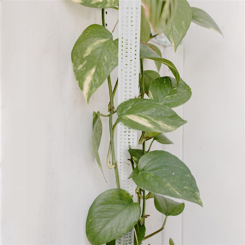 Pilares Para Plantas Trepadoras Y Plantas Verdes - Pilares De Soporte Para El Cultivo Vertical De Plantas Pilares Para Plantas Trepadoras Y Plantas Verdes