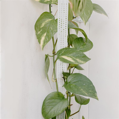 Pilares Para Plantas Trepadoras Y Plantas Verdes - Pilares De Soporte Para El Cultivo Vertical De Plantas Pilares Para Plantas Trepadoras Y Plantas Verdes