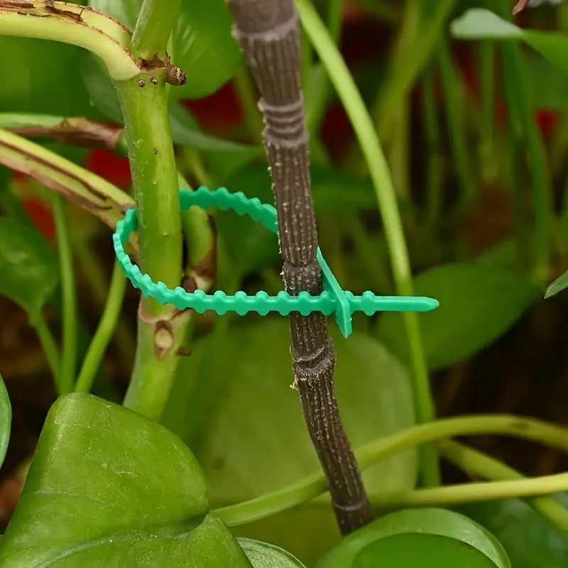 Juego de Bridas de Fijación para Plantas para una Fijación Estable de las Plantas