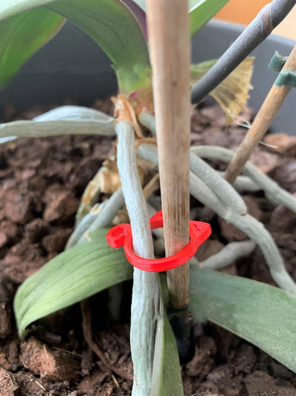 Pinza para Plantas con Forma de Gato - Simpático Soporte para Plantas de Jardín y de Interior