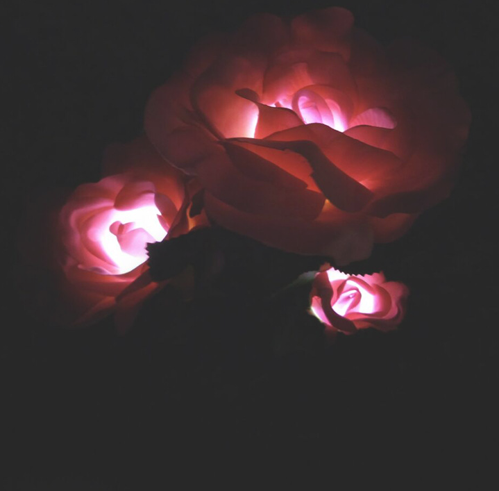 Luces de Rosas Alimentadas por Energía Solar - Enchufe de Jardín con Panel Solar para Iluminación Decorativa