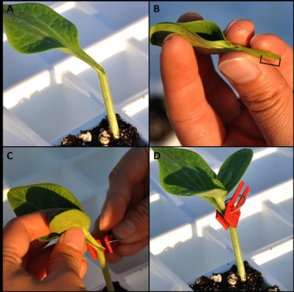 Pinzas de Injerto de Plástico para Plantas de Jardín - Ideales para Hortalizas y el Cuidado de las Plantas