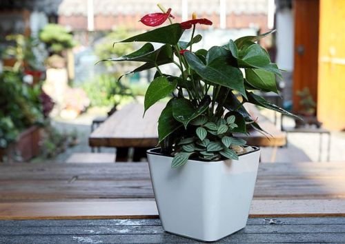 Maceta de Flores con Sistema de Riego - Maceta Autorriego para Uso Interior y Exterior