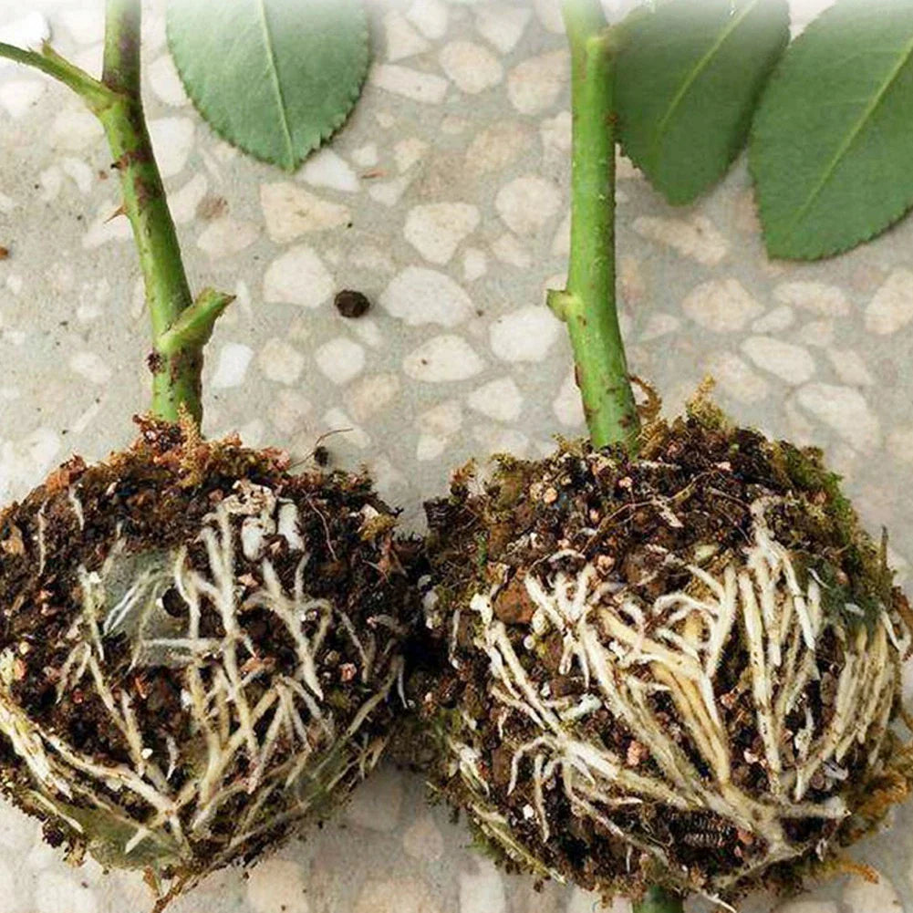 Bolas Protectoras De Plantas Para Raíces - Tapones Protectores Para Un Trasplante Y Crecimiento Seguros