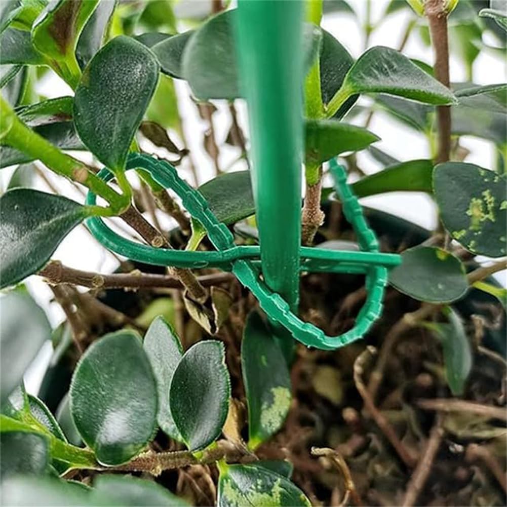 Juego de Bridas de Fijación para Plantas para una Fijación Estable de las Plantas