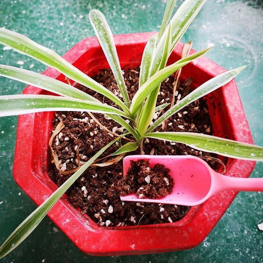 Set Combinado Para Herramientas De Plantación De Suculentas - Práctico Set Para El Cuidado Y La Plantación