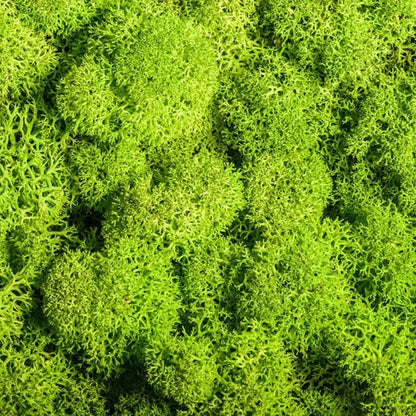 Musgo Artificial para Paisajismo - Musgo y Flores para Decoración y Floristería