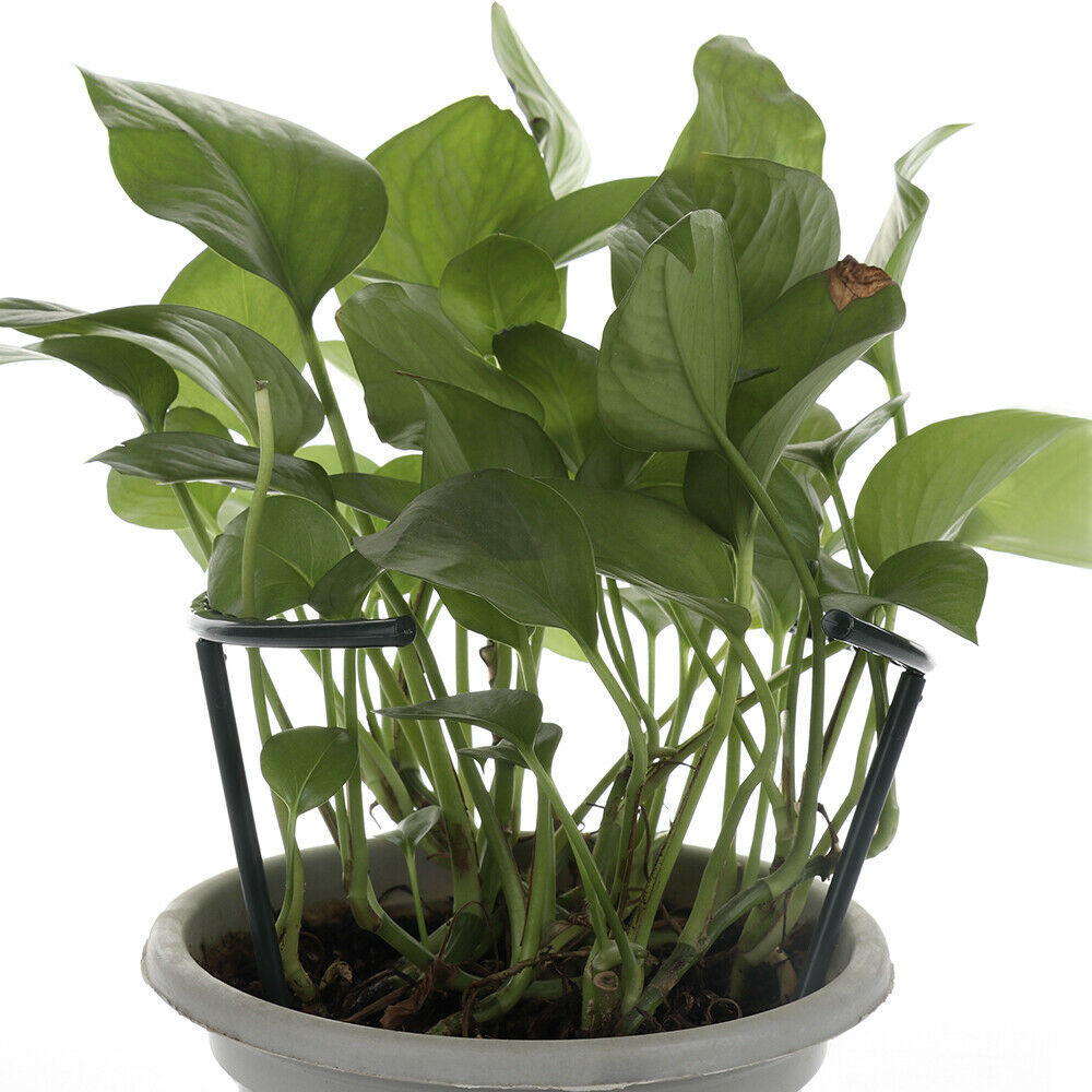 Soporte Robusto con Diseño de Jaula para el Crecimiento y la Estabilidad Soporte Trepador para Plantas