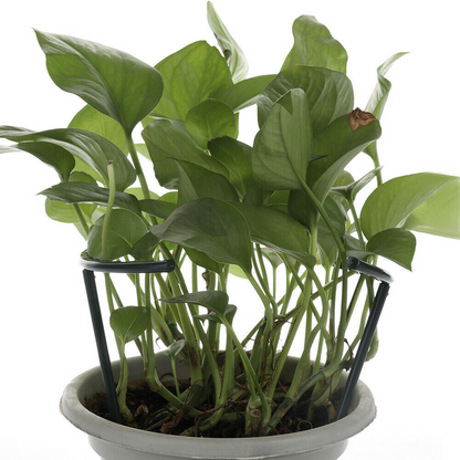 Soporte Robusto con Diseño de Jaula para el Crecimiento y la Estabilidad Soporte Trepador para Plantas
