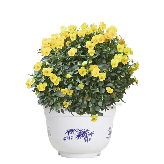 Maceta de Plástico con Motivo de Bambú - Elegante Maceta para Balcón y Jardín