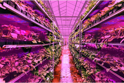 Panel De Luz Led Quantum Para Plantas Para Fomentar El Crecimiento Y El Color - Con Modo De Luz Regulable