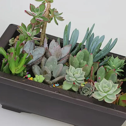 Maceta Con Platillo - Maceta Rectangular Para Jardín Y Balcón Maceta Con Platillo