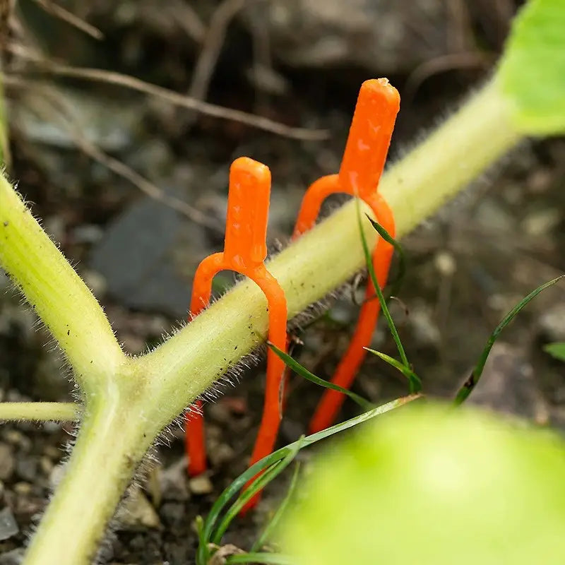 Pinzas De Plástico De Soporte Para Plantas De Jardín Para Una Estabilidad Óptima De Las Plantas