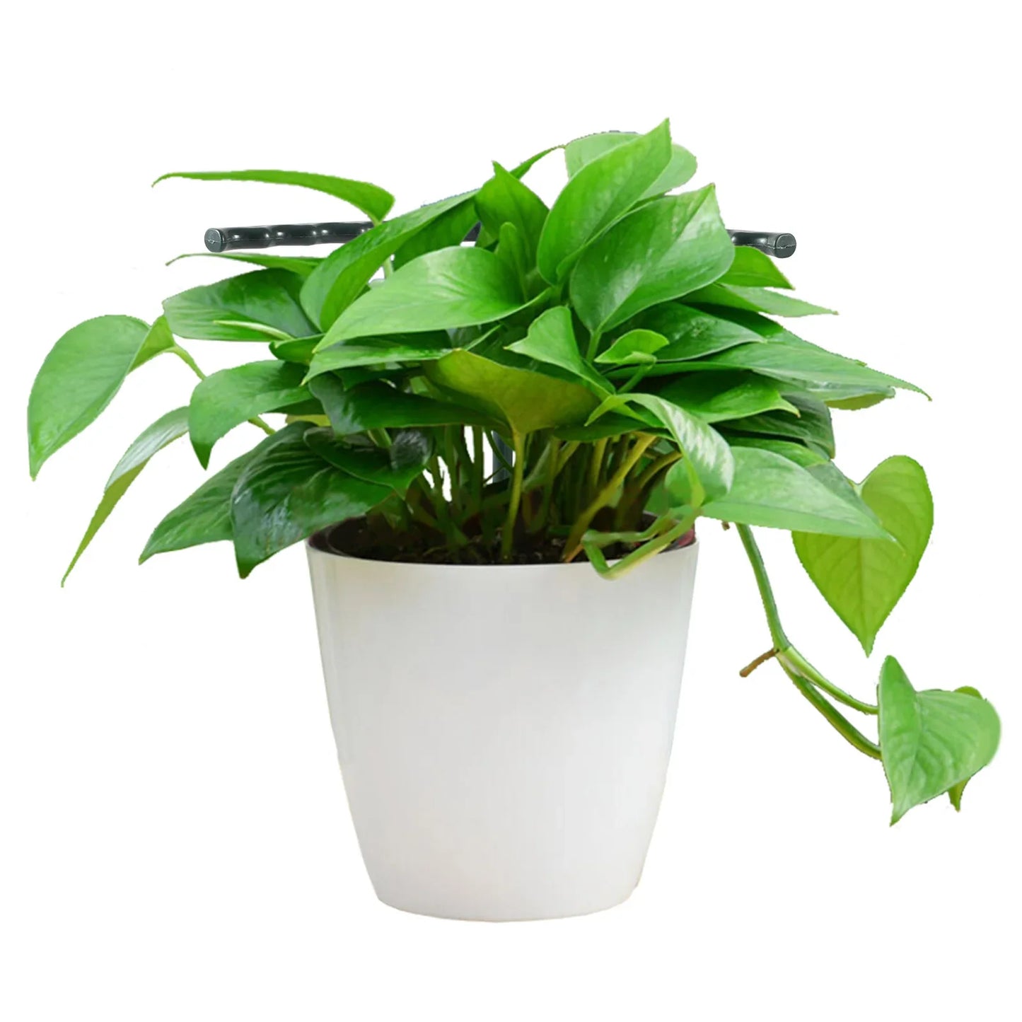 Soporte Robusto con Diseño de Jaula para el Crecimiento y la Estabilidad Soporte Trepador para Plantas