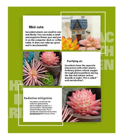 Maceta Decorativa de Plantas Suculentas para Mini Jardín - Maceta Bonsái para Micro Paisaje y Jardín