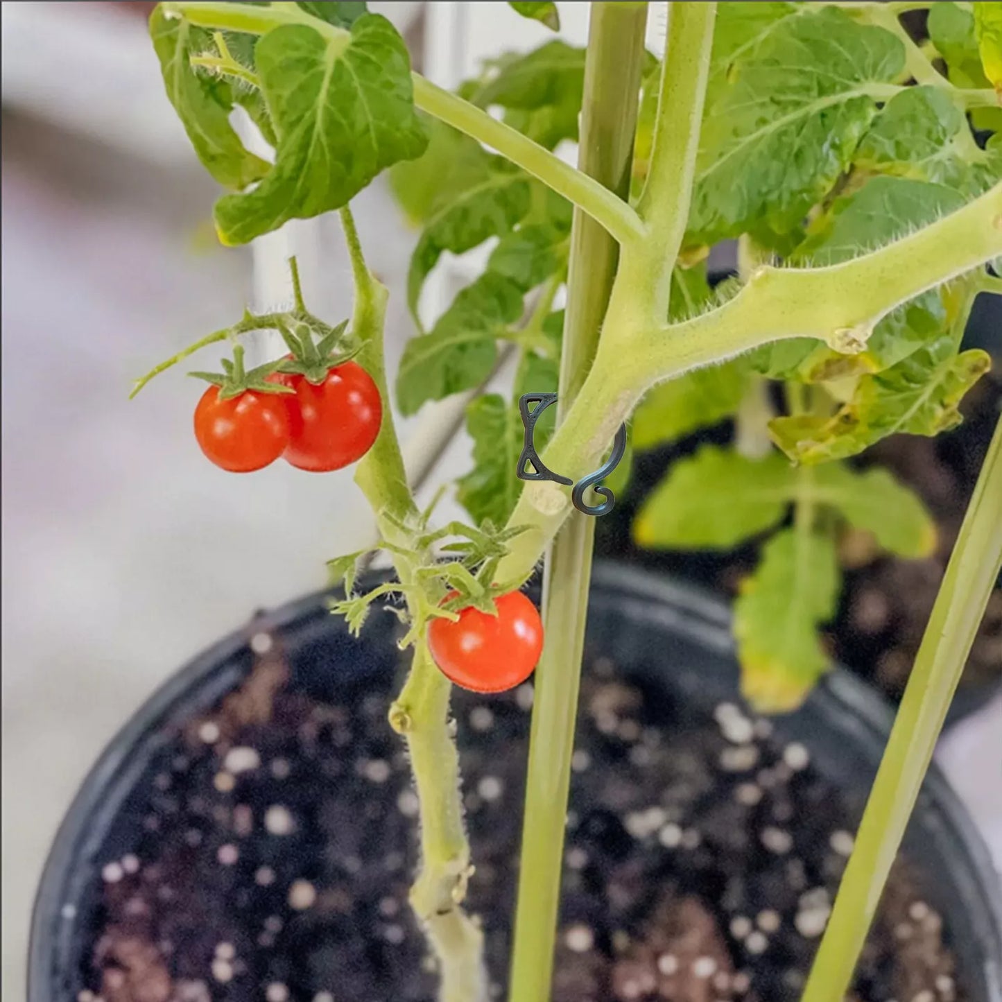 Pinza para Plantas con Forma de Gato - Simpático Soporte para Plantas de Jardín y de Interior